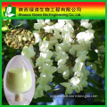 Pure Natural 98% Quercetin/Herbs Medicine,Querc /Raw Material Quercetin Powder/sophora Flower Bud Extract/quercetin Powder